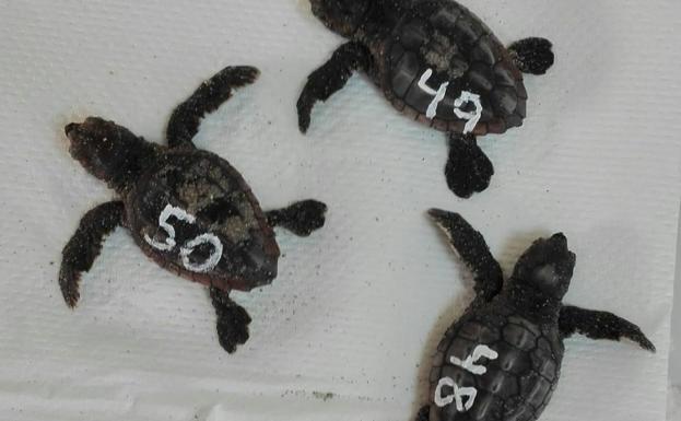 Nacen tres tortugas bobas más en el nido de La Manga