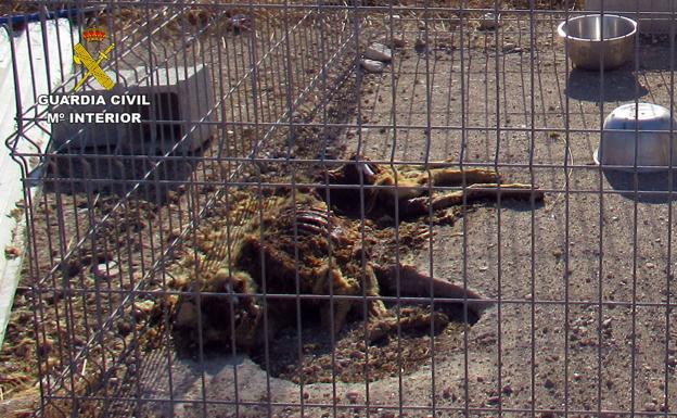 Descubren un criadero con perros en pésimas condiciones higiénicas en Mazarrón