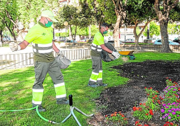 Siembran 39 millones de semillas en Murcia para reverdecer el césped de los parterres