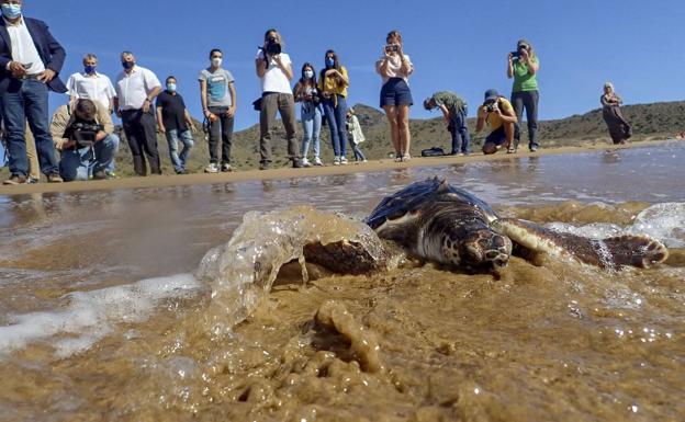 Medio Natural reitera su agradecimiento a los vecinos de Calblanque por proteger a las tortugas