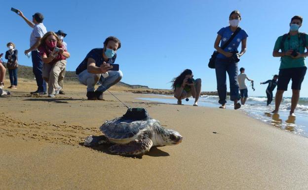 Seis tortugas bobas regresan a Calblanque con un emisor satelital