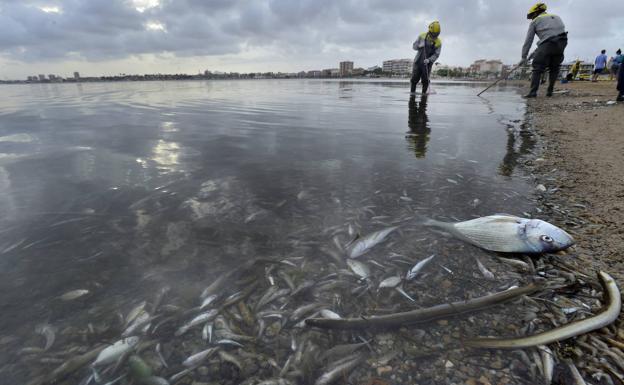 Greenpeace denuncia que un año después de la aparición de peces muertos en el Mar Menor «aún no se han tomado medidas»
