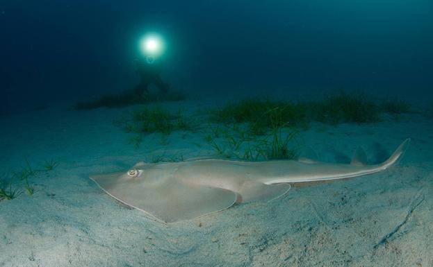 Los últimos peces guitarra del Mediterráneo occidental se refugian en Cabo de Palos