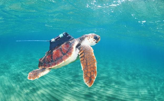 Las tortugas bobas de Calblanque tocan la costa africana y llegan hasta Baleares
