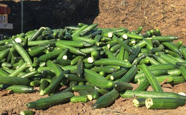 Por qué destruir hortalizas sale caro ambientalmente