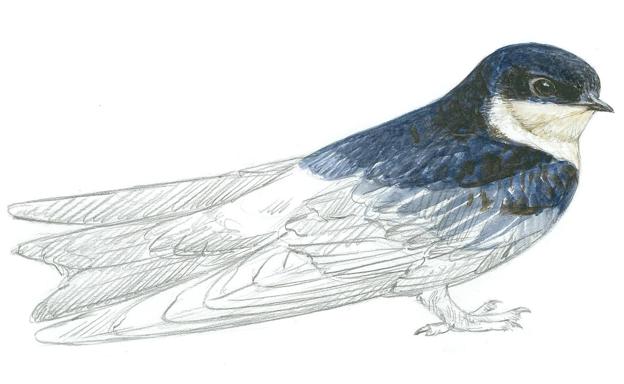 Licencia para matar... aves