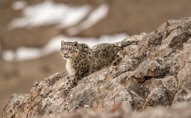 ¿Estás ahí, leopardo de las nieves?