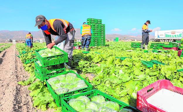 Clamor en el campo por el desplome «ruinoso» del precio de las hortalizas