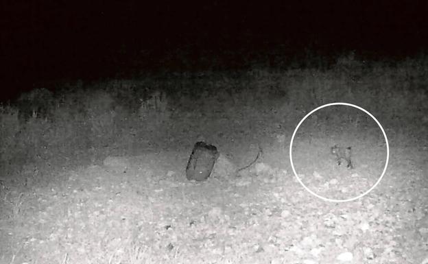 Un lince fantasma en Lorca