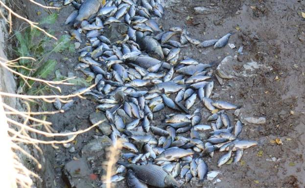 Huermur denuncia la aparición de numerosos peces muertos en la acequia mayor de Barreras, en Murcia