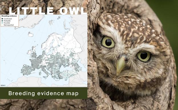 El cambio climático empuja a los pájaros a criar más al norte