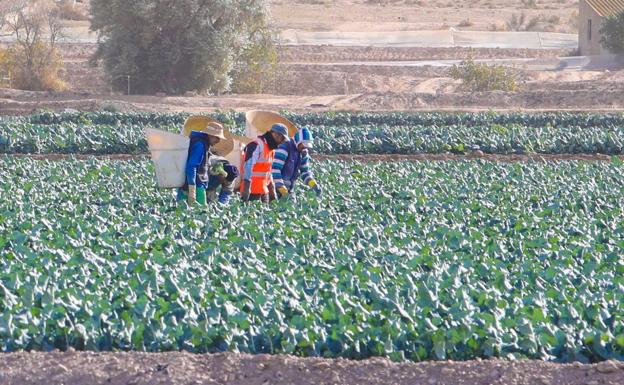 Precios por debajo del coste, ¿condena para las hortalizas?