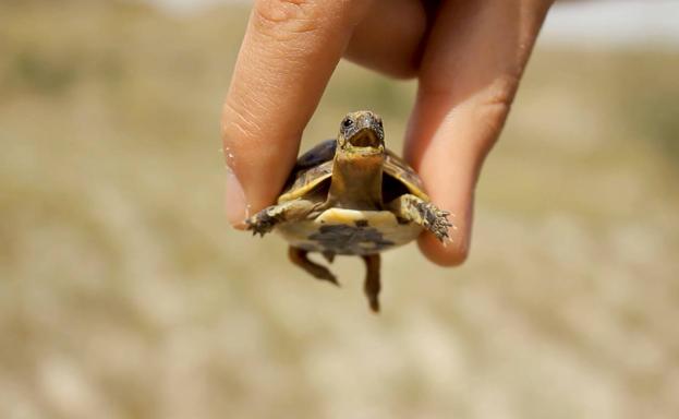 Tortugas moras sobre la alfombra roja