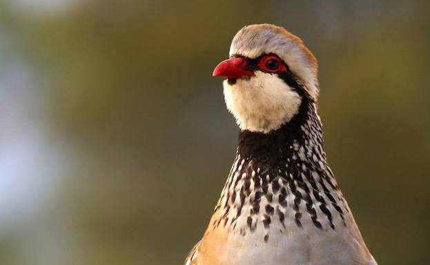 La perdiz roja necesita una tregua