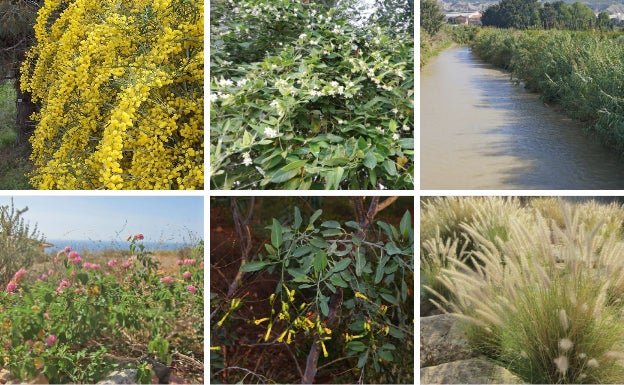 La amenaza verde que brota en los jardines