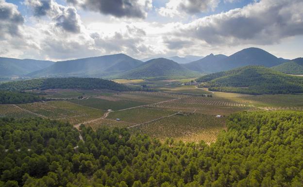 DOP Bullas, un vino ligado a una tierra por descubrir