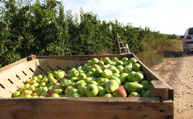 DOP Pera de Jumilla apuesta por el sabor de la región