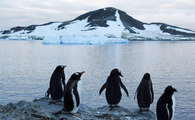 El Ejército anima a apadrinar un pingüino de la Antártida