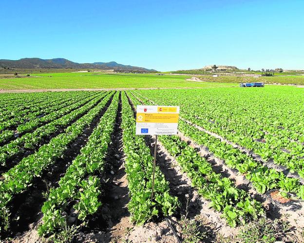 GO-ACBD, ejemplo de innovación para la producción agrícola europea