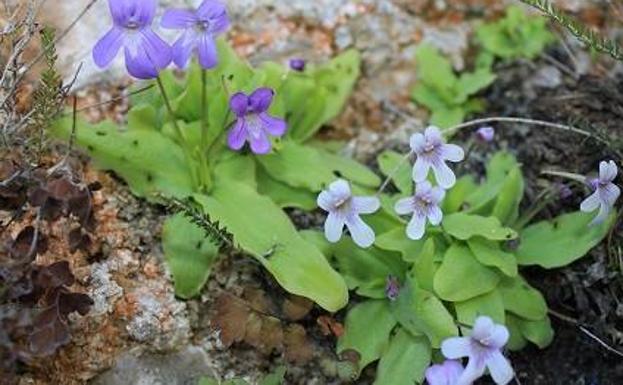 Las nuevas plantas del año de la pandemia