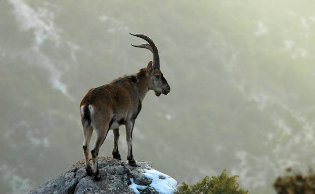 La cabra montés prosigue su expansión por casi todas las sierras de la Región de Murcia