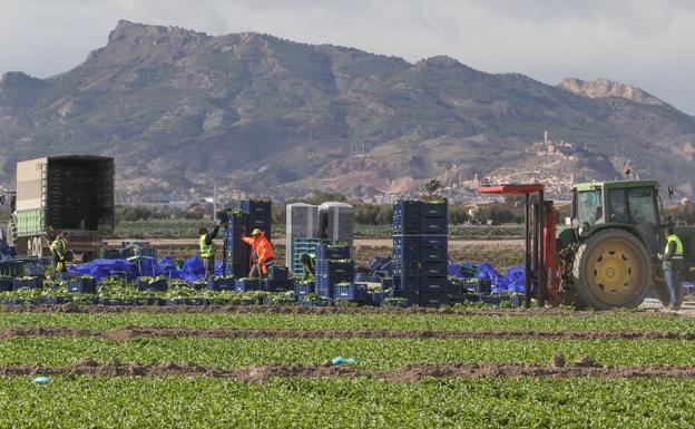 Asaja afirma que 2020 ha sido un año «desastroso y horrible» para el campo murciano