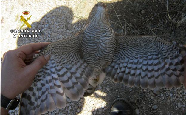 La Guardia Civil investiga a tres cazadores por la muerte de un gavilán en Moratalla