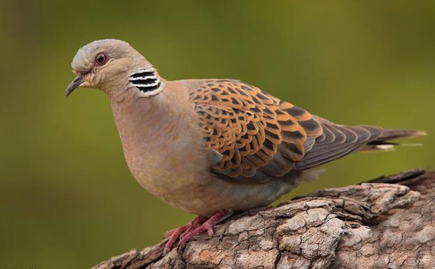 Bruselas acusa a la Región de vulnerar la Directiva de Aves por no proteger la tórtola