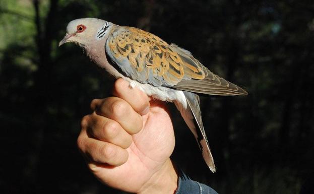 Medio Ambiente propone que no se cace la tórtola durante dos años