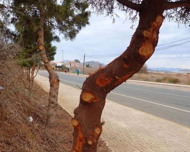 La poda «salvaje» de unos árboles en La Unión indigna a Arba