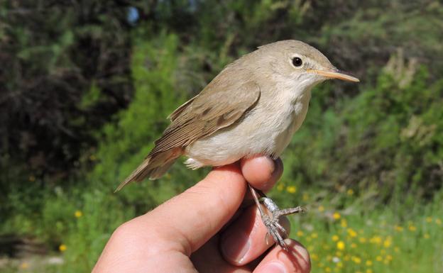 Un nómada entre el Segura y el Sahara
