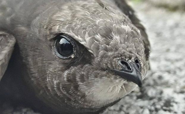 El vencejo, Ave del Año 2021