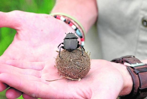 El modelo agrario pone en peligro al escarabajo pelotero del Mediterráneo