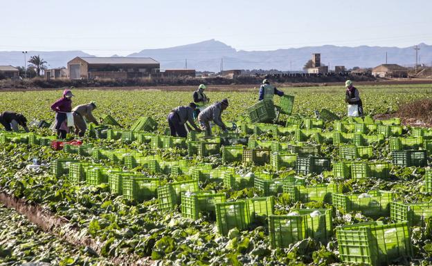 El sector primario supone el 11,5% del empleo total en la Región de Murcia