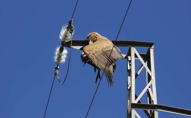 Diez medidas contra la muerte de aves en tendidos eléctricos