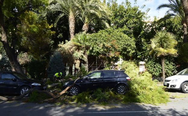 El viento provoca la caída de árboles y ramas en varios municipios de la Región