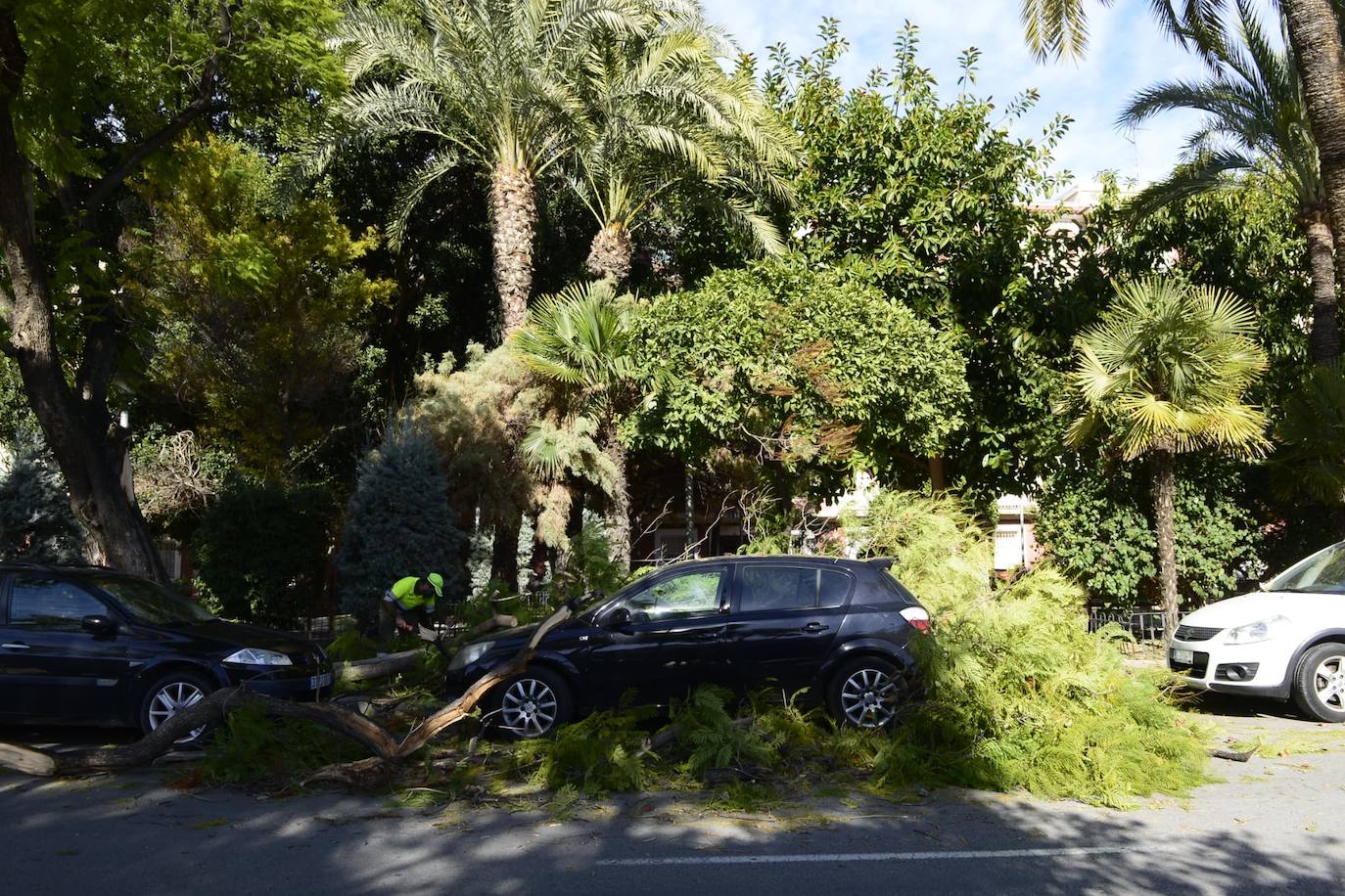Caída de árboles y ramas en varios municipios de la Región