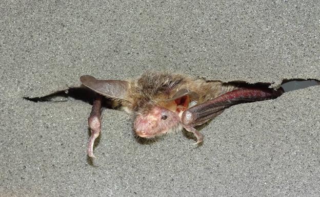 Dos nuevas especies de murciélagos en la Región de Murcia