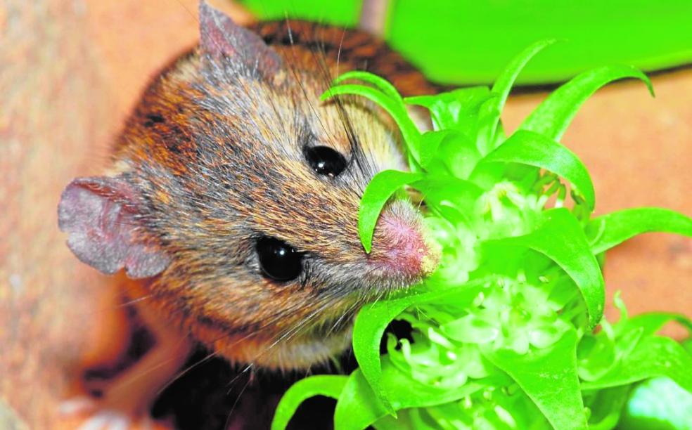 Una nueva especie esculpida en piedra