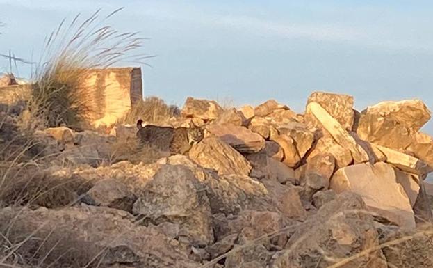 Un lince merodea cerca de Jumilla