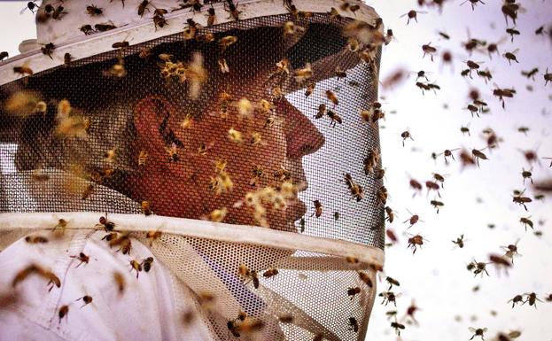 Los apicultores de la Región temen un invierno mortal para las abejas por las fumigaciones