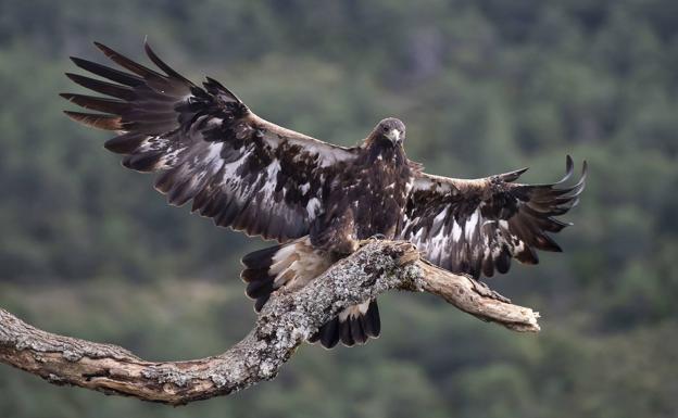 El águila real impone su ley