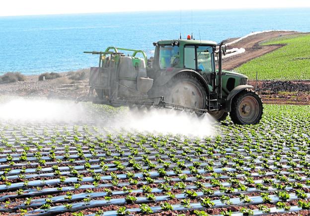 El campo murciano está a la cabeza en la subida del alquiler de tierras en el país