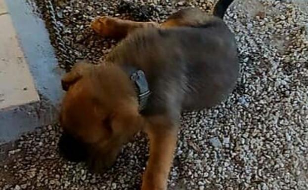 Rescatan a dos cachorros de solo unos meses brutalmente maltratados en Murcia