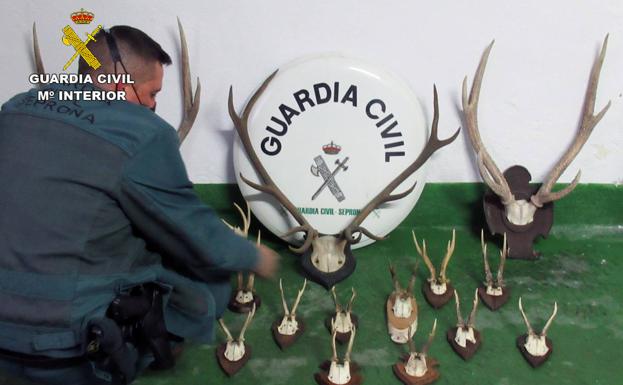 Sorprendido en Águilas con 17 trofeos de caza mayor en el coche