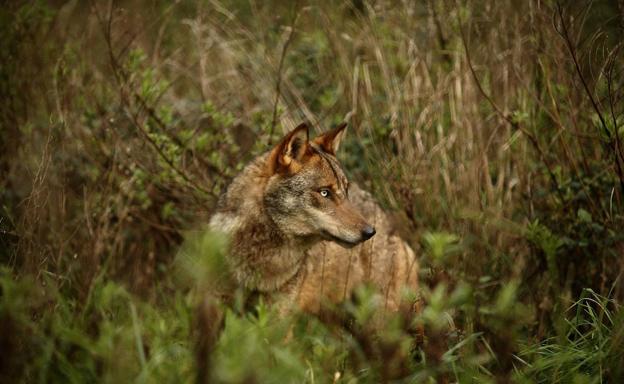 Protección total para el lobo ibérico