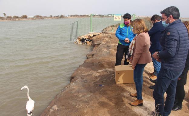 Sueltan dos flamencos en las Salinas de San Pedro del Pinatar