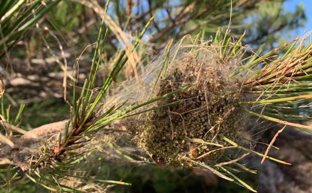 Comienza la lucha contra la procesionaria en los montes públicos de la Región de Murcia