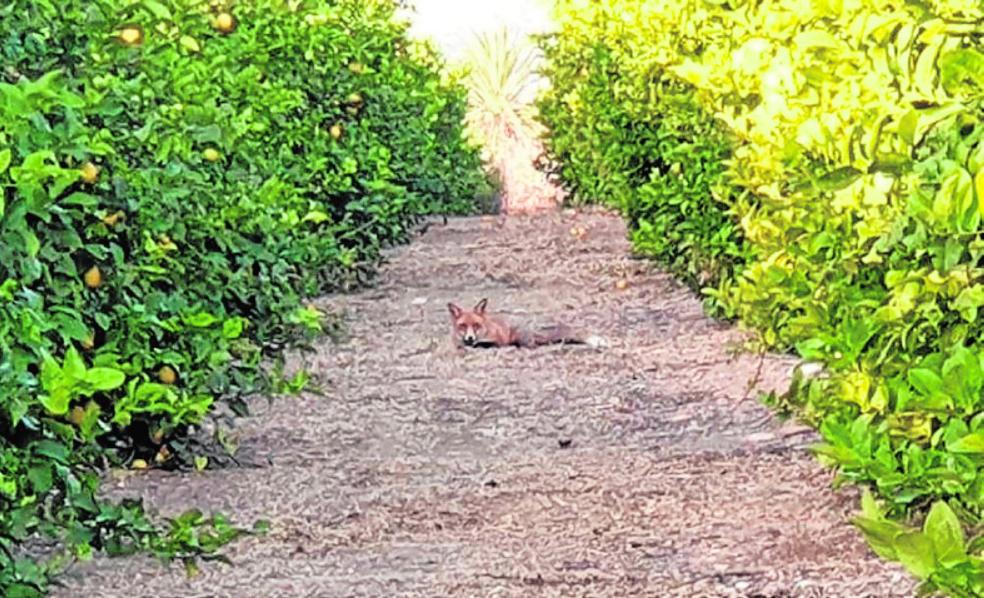 El zorro pasa del punto de mira al GPS