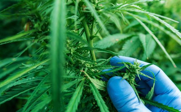 Absuelto porque las 20 plantas de 'maría' eran para su consumo